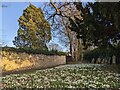Snowdrops at Dormington in HR1 4EB