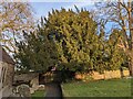 Yew tree at St. Peter's church (Dormington) in HR1 4EB