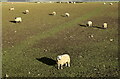 Sheep and shadows... in AB23 8XJ