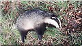 Dead badger on verge on north side of road south of Breconhill Plantation in CA8 2AB