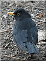 Male blackbird foraging in Westminster Park in CH4 8JQ