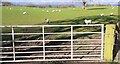 Sheep in field on north side of A6071 at Bright Riggs in CA8 2AT