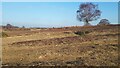 Near the summit of Plaitford Common in SO51 6ER