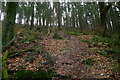 A steep climb through Buckley Plantation in EX10 0RY