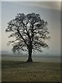 Bare tree in light mist beside Scripton Lane in DH7 8UG