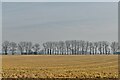 Swannington: Farmland in NR10 4PH