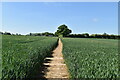Bridleway across field in TN25 6JQ