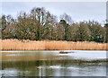 Reeds at Black Lake, Wilmslow in SK9 5DJ