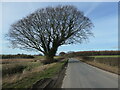 Hedgerow tree, Roman Road in YO41 1RQ