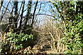 Dense vegetation, Horton Wood in DA3 8NJ
