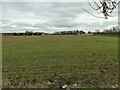 Crop field off Thorpe Lane in WF3 1QX