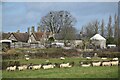 Grazing sheep with Sexey's Farm in the distance in BS28 4NT