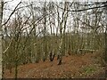 Birches in Sissons Wood in LS10 4JN