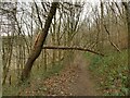 Fallen tree branch in Sissons Wood in LS10 4JN