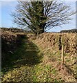 West along a track, Bishton in NP18 2EA