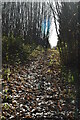 Footpath, Eyesend Plantation in TN25 4NS