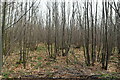 Coppicing, Mereworth Woods in TN15 0QX
