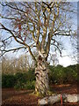 Beech tree, Aden Country Park in AB42 5LD