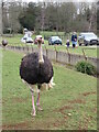 Ostrich at the Cotswold Wildlife Park in OX18 4JH