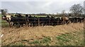 Cows behind fence in field on east side of A6071 in CA8 2AT