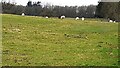 Sheep in field on SE side of Hadrian's Wall Path SW of Walton in CA8 2DU