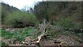 Tree felled by beavers in GL17 9DL