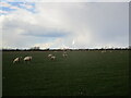 Sheep near Normanton on Soar in LE12 5EL