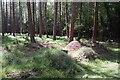 Ant hill in Turf Hill Inclosure in SP6 2NT