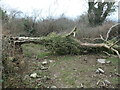 Coeden wedi cwympo ar y llwybr / fallen tree on the path in LL54 7YE