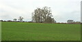 Clump of trees near Little Barrington in OX18 4DS