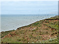 Flock of corvids, coast east of Chilton Chine in PO30 4DT