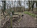 Path on Abberley Hill in WR6 6HB
