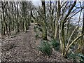 Woodland and path on Abberley Hill in WR6 6HB