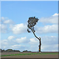 Isolated tree near Griff in Warwickshire in CV10 7JU