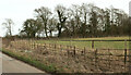 Fields and trees, Little Barrington in OX18 4TJ