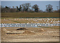 Seagulls by large puddle in NR12 7LY