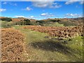 Path near Appletree Holme in Blawith and Subberthwaite