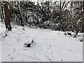 Snow-covered bench by a permissive path in Hall Wood in DE6 3JY
