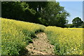Footpath through Oilseed Rape in TN25 6EF