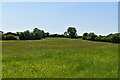 Stour valley pasture in TN25 7EH