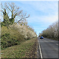 Early blossom by the A1304 in CB8 0TS