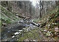 Gorge in Shieldhill Wood in NE46 1SP