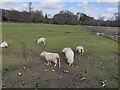 Sheep off Lambourn Road in RG20 8AG