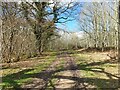 Path through Sheppard's Copse in RG20 8AN
