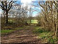 Path out of Sheppard's Copse in RG20 8AN