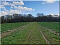 Path to Sheppard's Copse in RG20 8AN