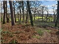 Path through Leonard's Plantation in RG20 8AN