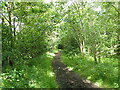 Footpath in the woods at Fishcross in FK12 5HT