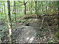 Badger setts in the woods near Fishcross in FK12 5HT