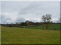 Pasture near to The Thundering Ditch in B96 6NT